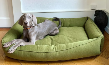 Los precios de las camas de perros grandes